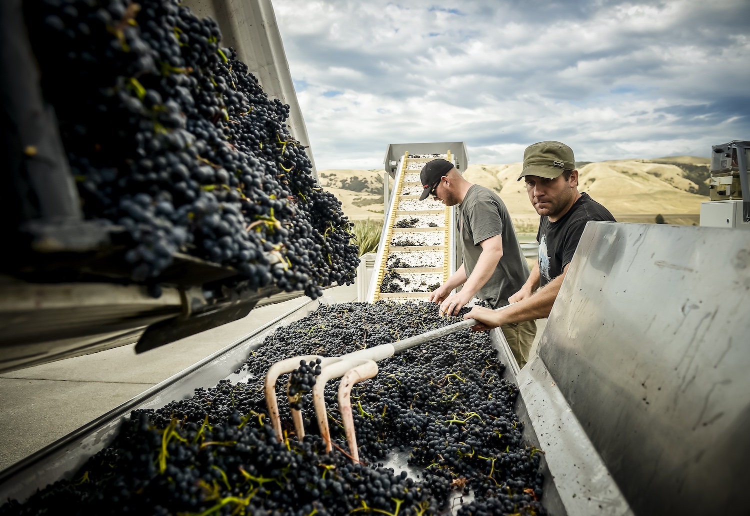 Workers use grape harvesting machinery at Escarpment Vineyard in New Zealand — sustainable wine
