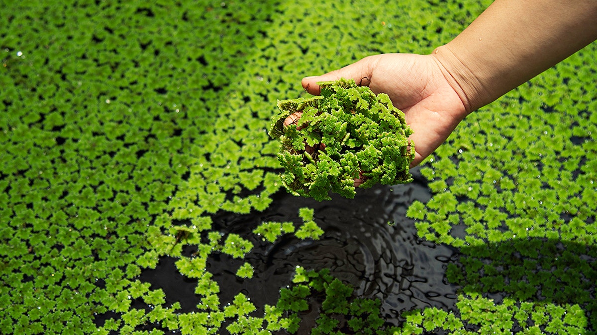 Hand running through aquatic plant duckweed through water