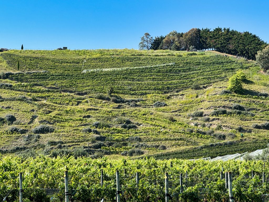 New Zealand’s Other Red Wine : Vinography New Zealand's Other Red Wine : Vinography