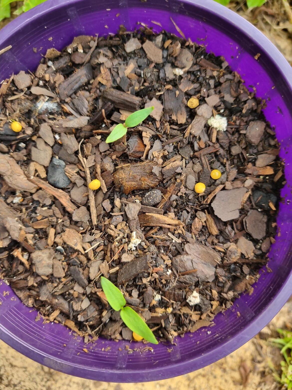 Are these chilli seedlings?