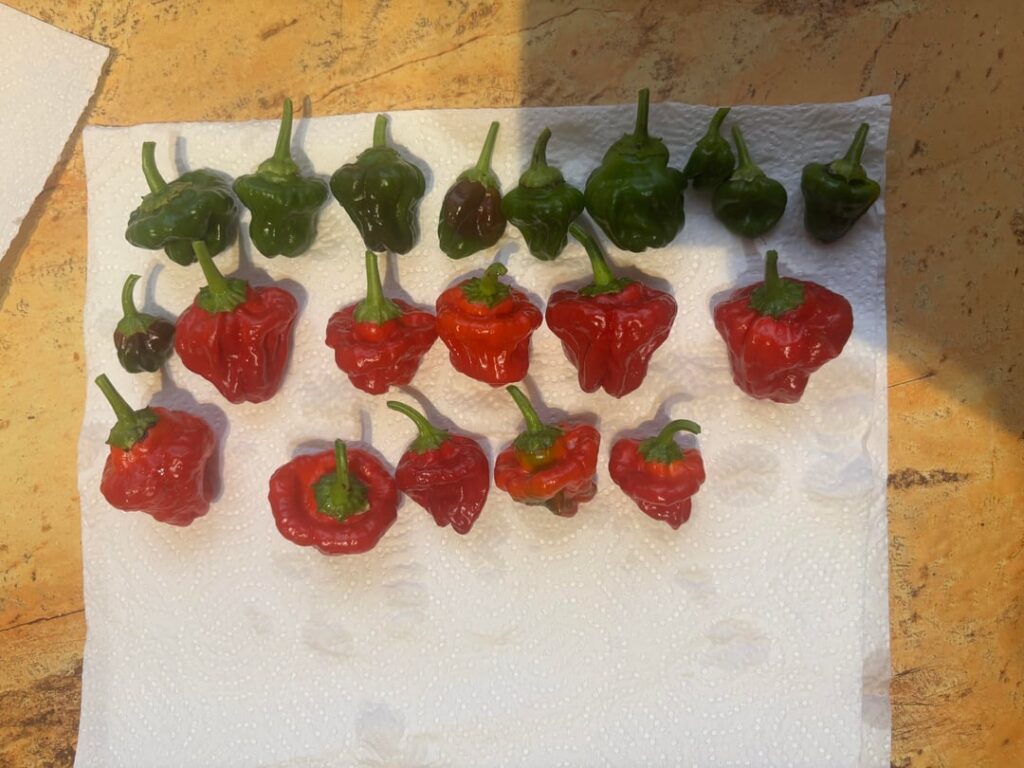 What do you think on my furst harvest?