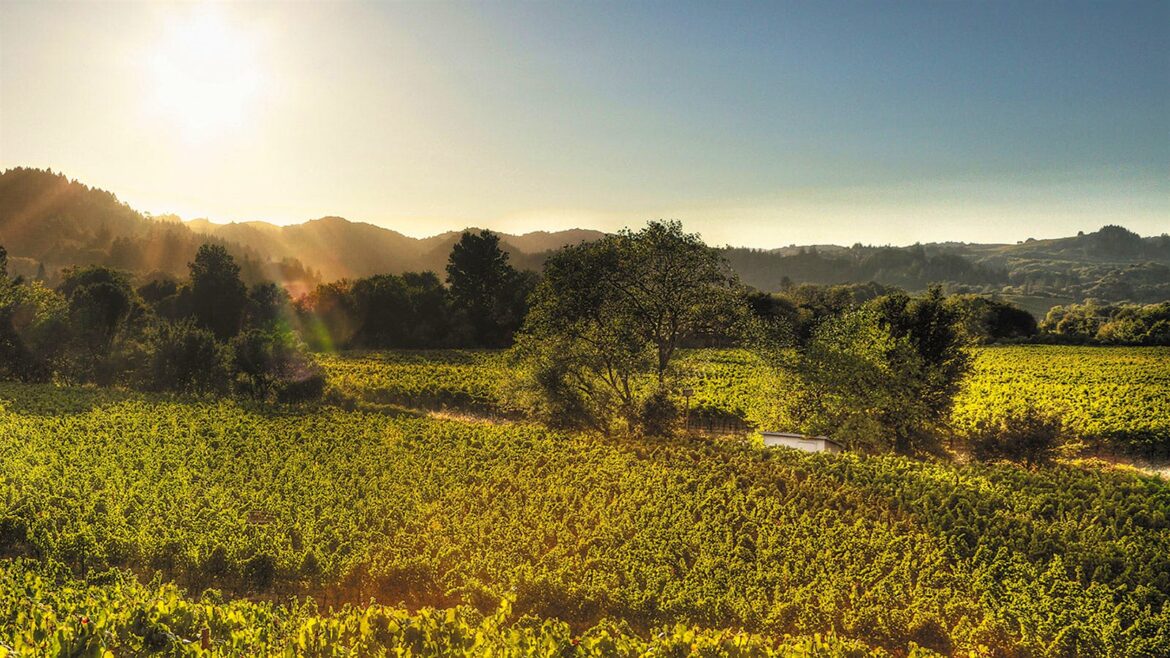 8 Charming California Sauvignon Blancs Up to 91 Points