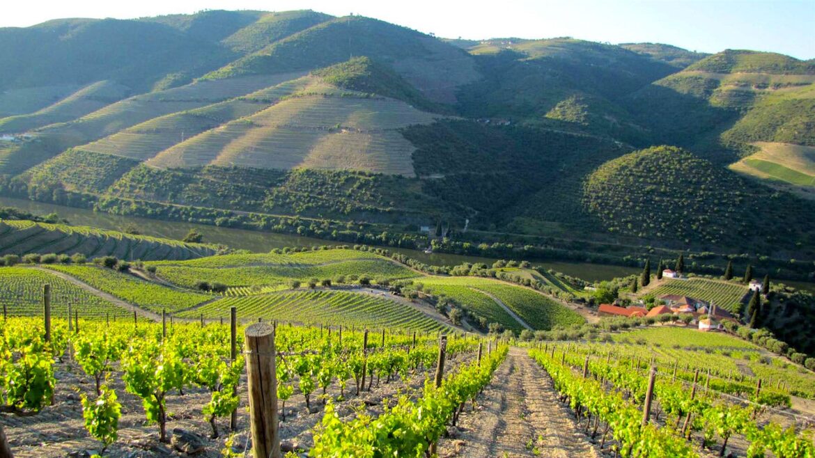Portuguese Douro Red Wine Values Up to 92 Points Portuguese Douro Red Wine Values Up to 92 Points
