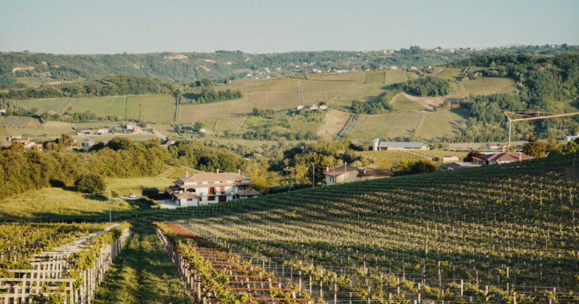 What’s Trebbiano? A guide to the popular Italian white wine What's Trebbiano? A guide to the popular Italian white wine