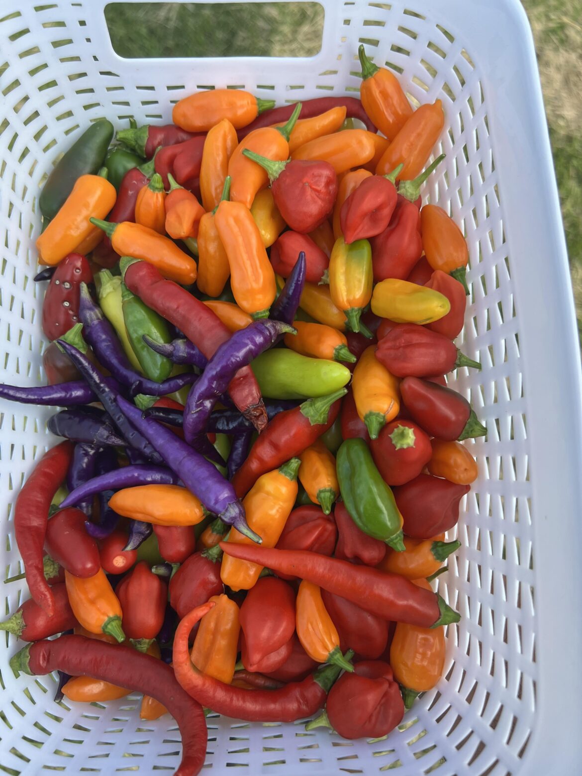 Quick harvest before the cold weather