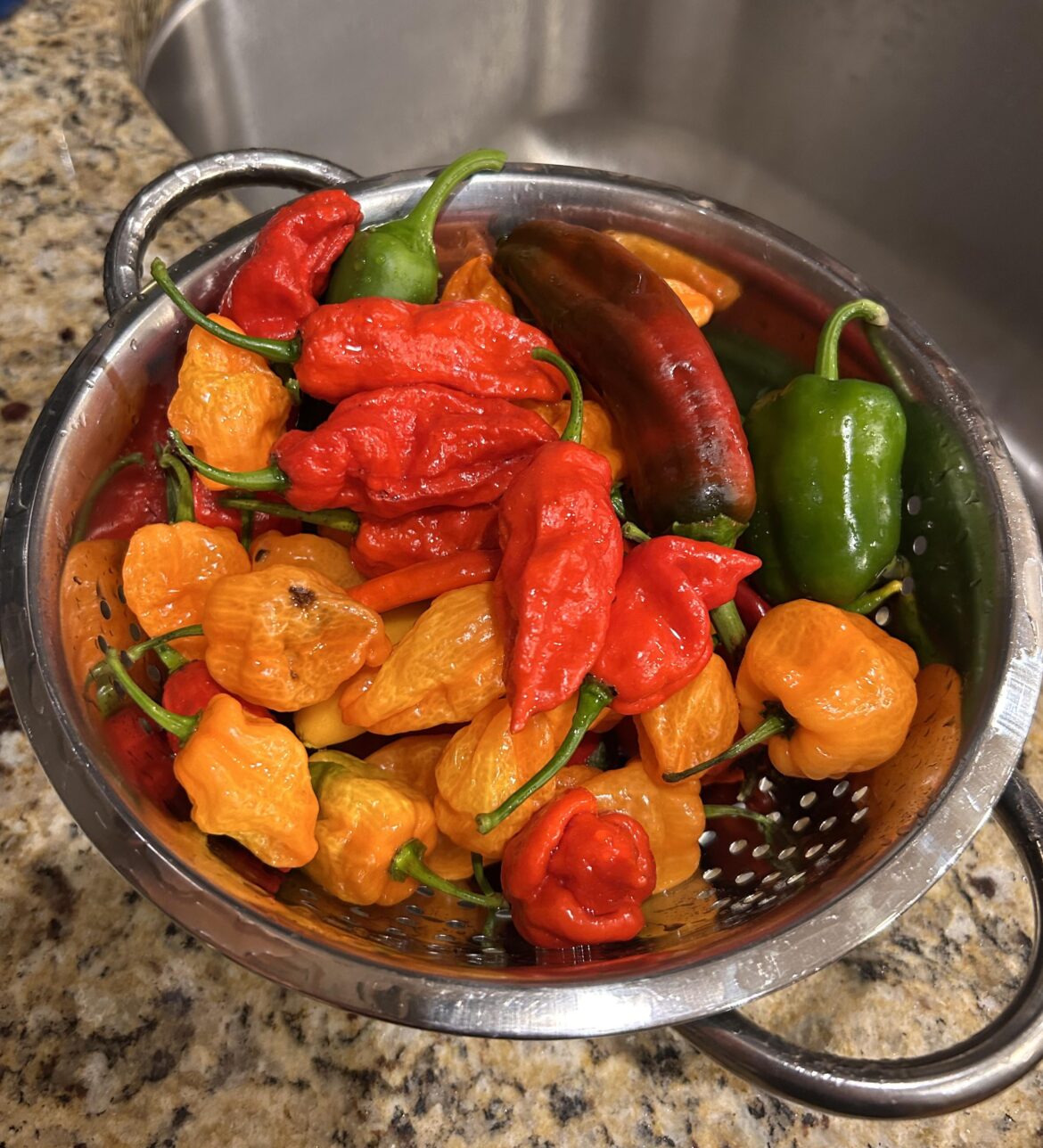 Last harvest, soon to be all in hot sauce