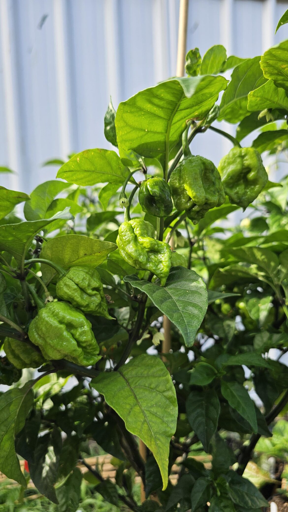 Nice cluster of pods. What do you think they are? 🔥