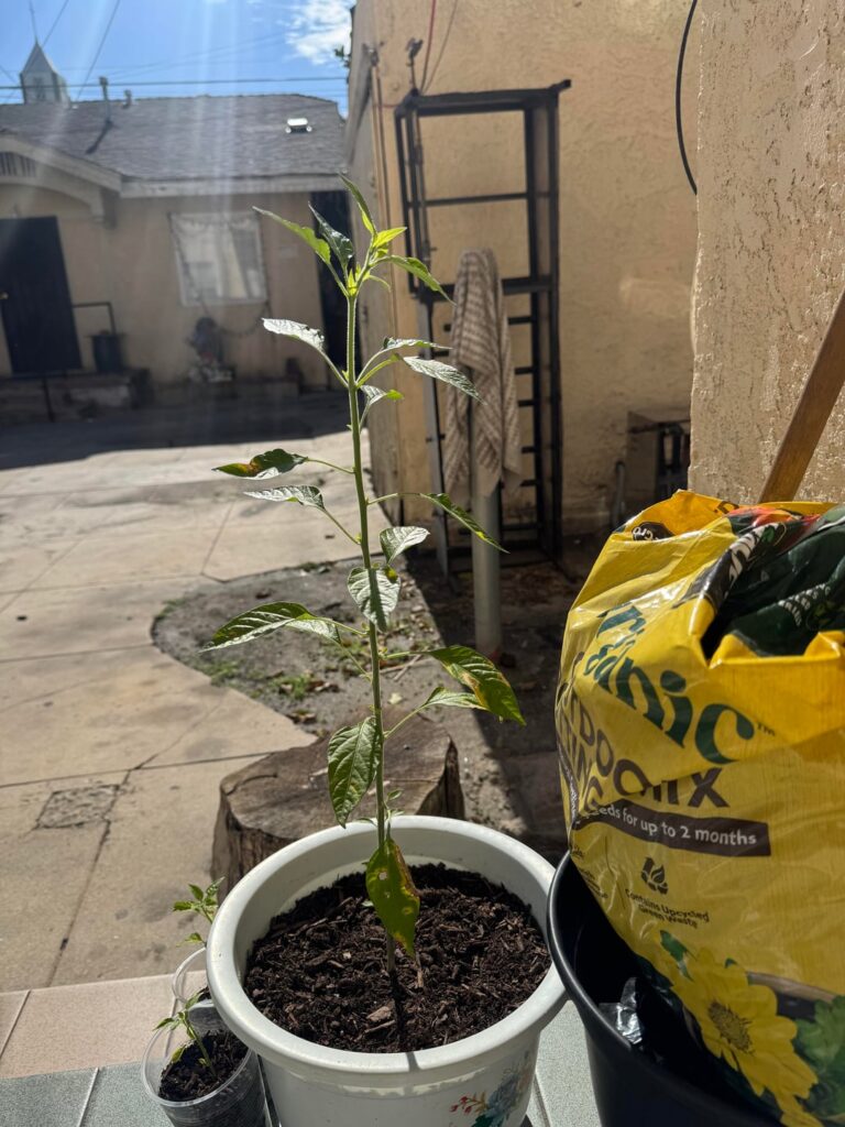 First time growing peppers, do I need to add a plant stake? The