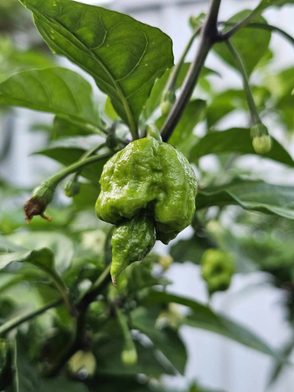 Thoughts on what this is?