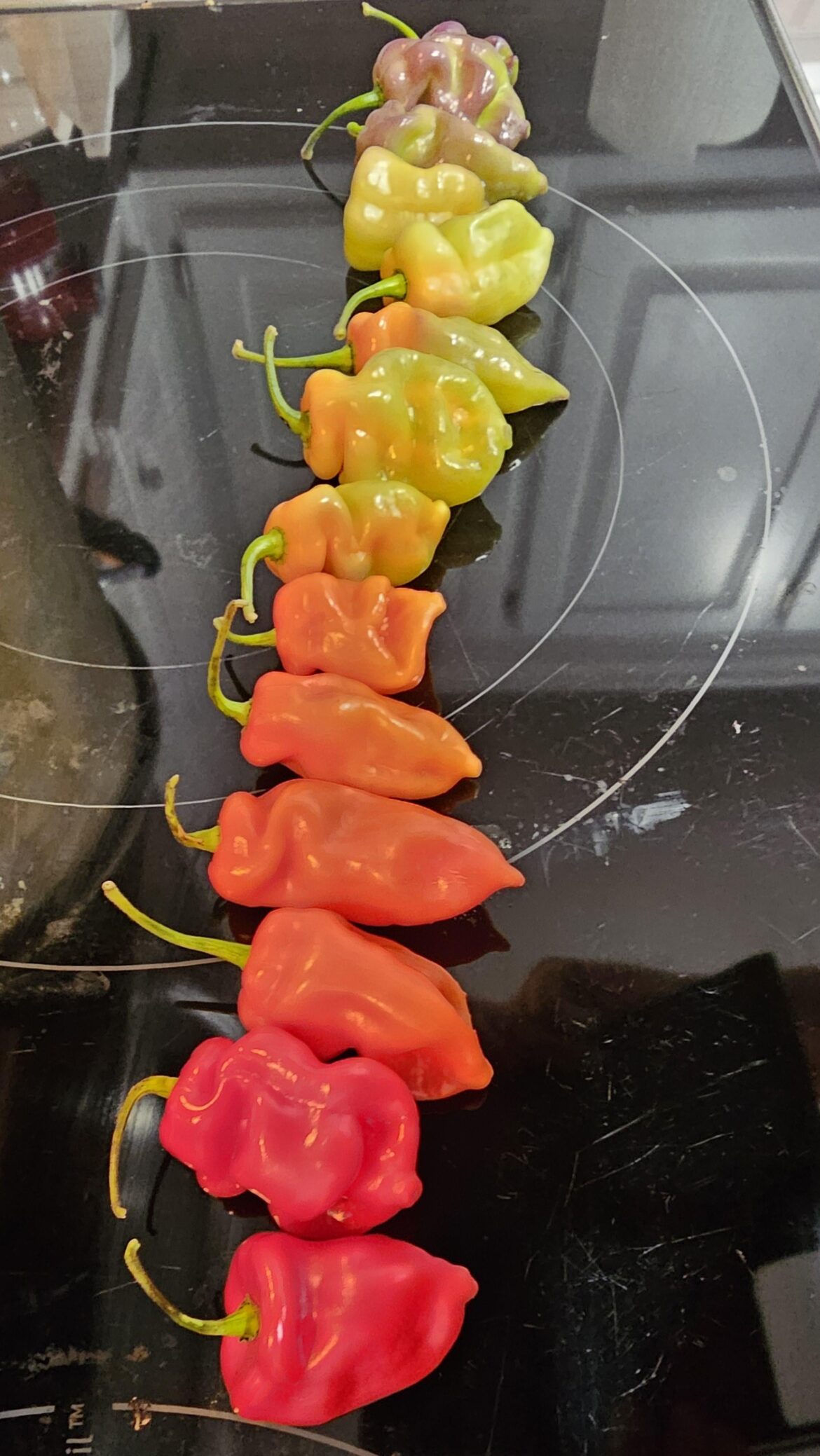 Love the color changes on this pepper!!