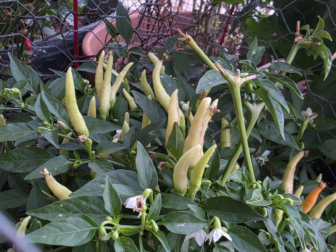 I'm not growing jalapeños am I.