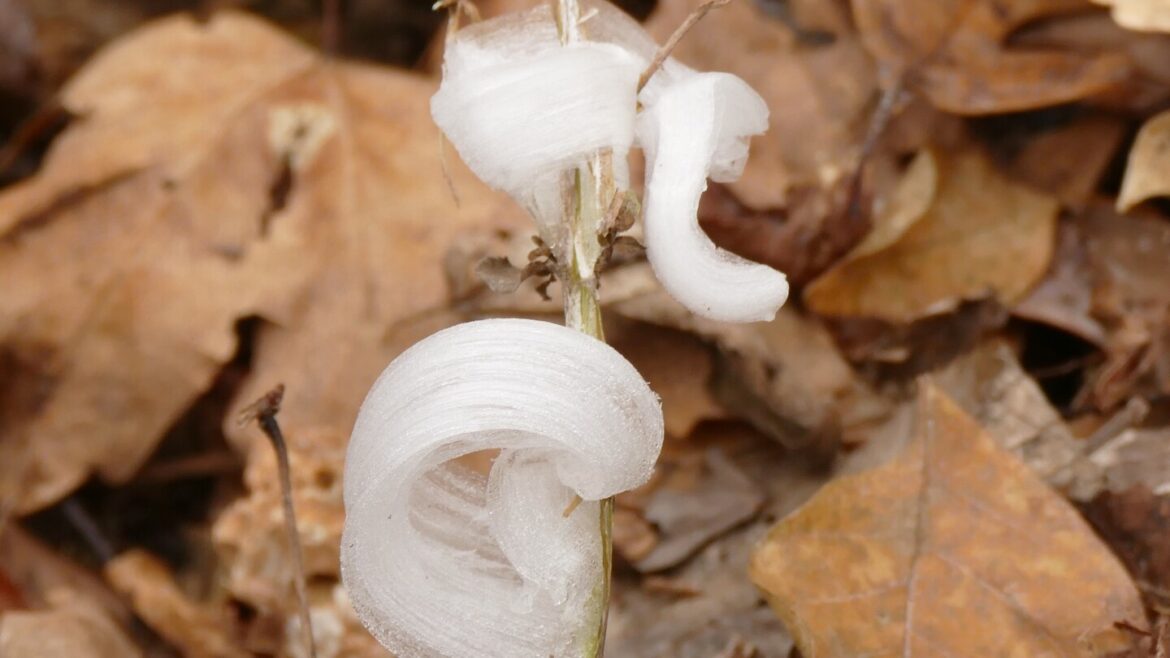 Cotton candy? Spun ice? No, they're the magic of frost flowers
