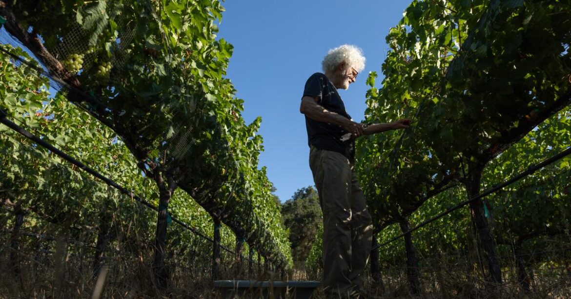 Goodbye, Pinot Noir — hello, Paseante Noir? The hybrid grapes reshaping the future of California wine