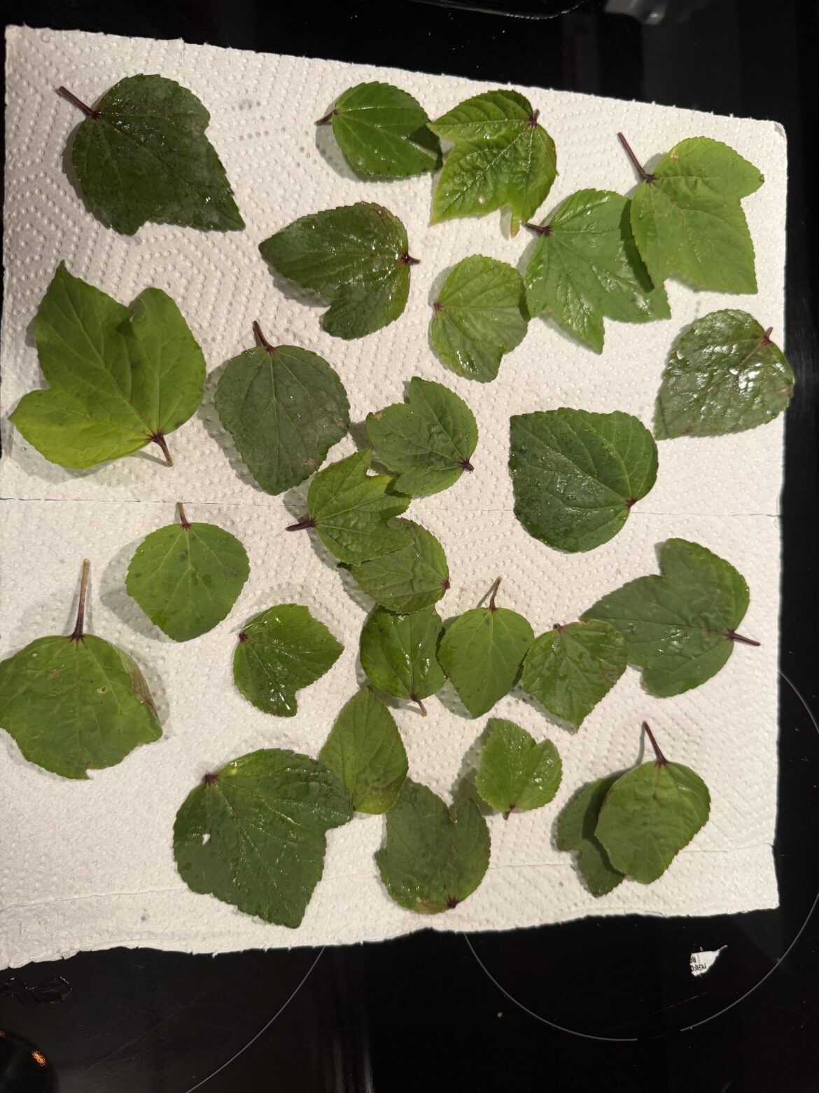 Last batch of baby Roselle leaves till the spring