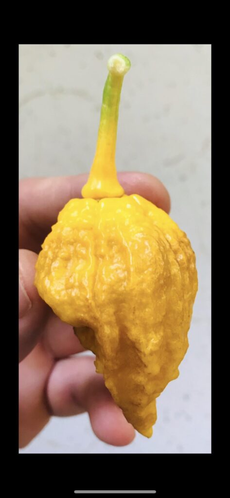 Bleeding Yellow Ghost