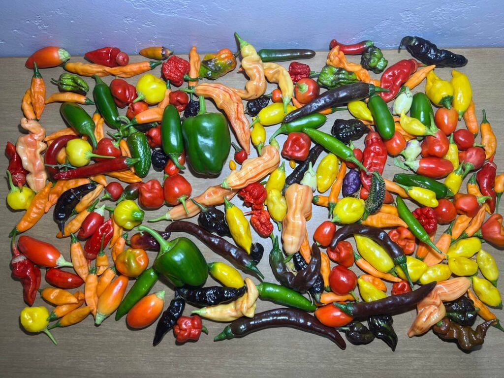 Spring-like November in Socal