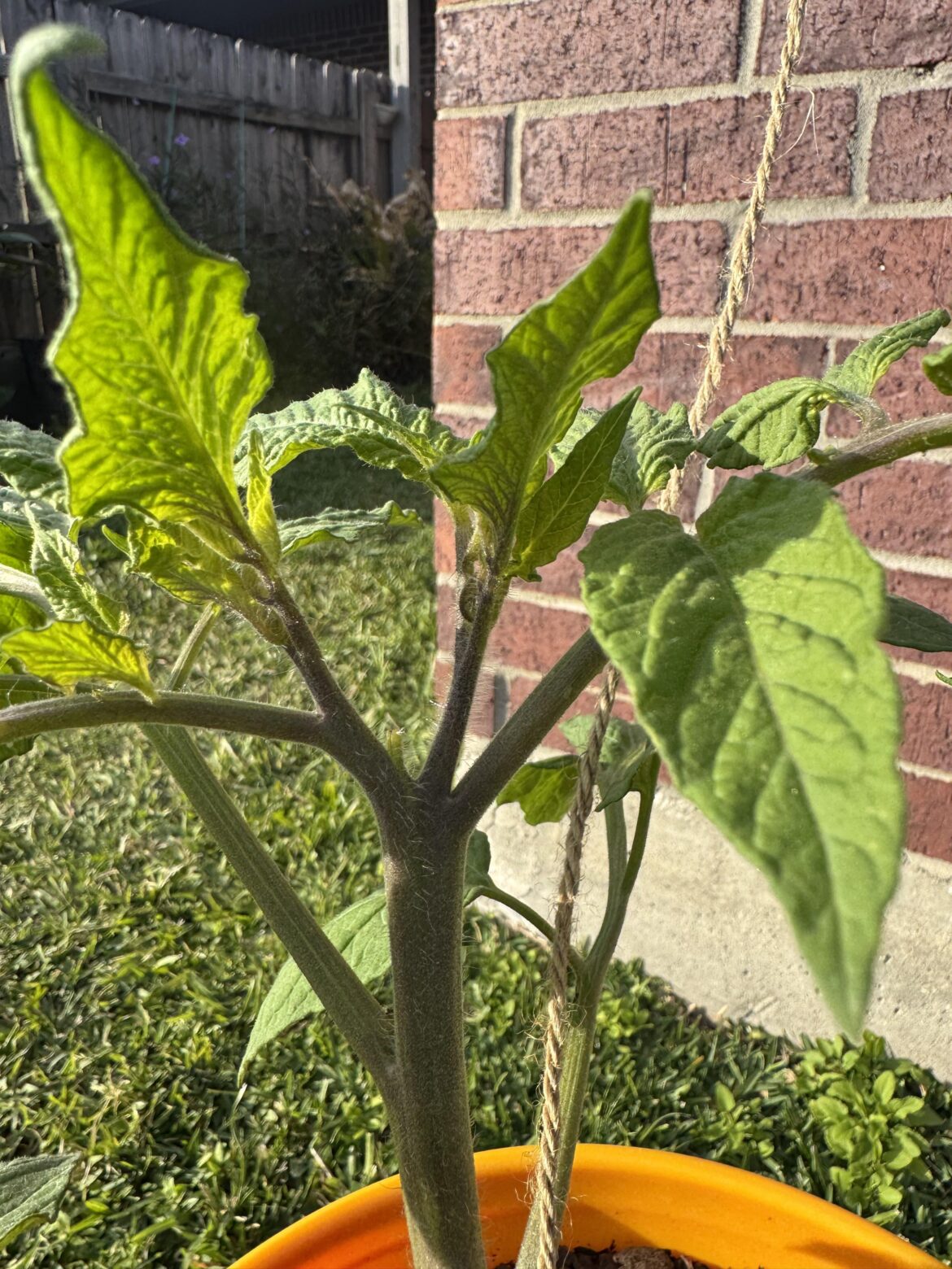 Are there 2 growing tips? Which one do I cut?