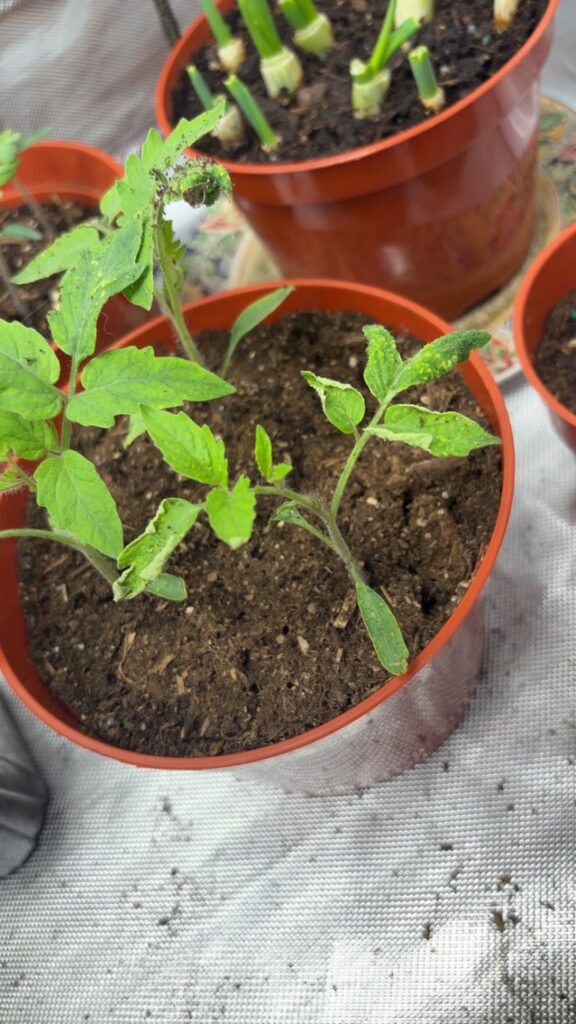 What’s goin on with my tomatoes? Help!!!