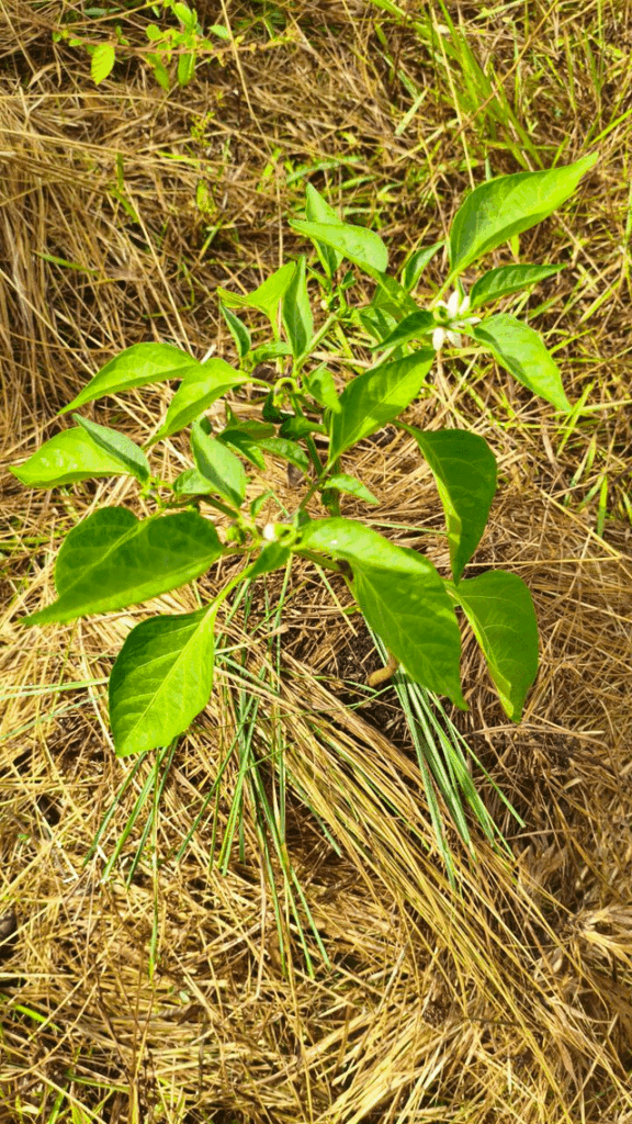 Is there anything wrong with this Jalapeño plant? I don't have any experience with them, but I'm a bit concerned about these scoop shaped leaves as I don't see them in other people's pictures. I didn't intervene at all, it seems well fed and watered, but maybe there's too much light?