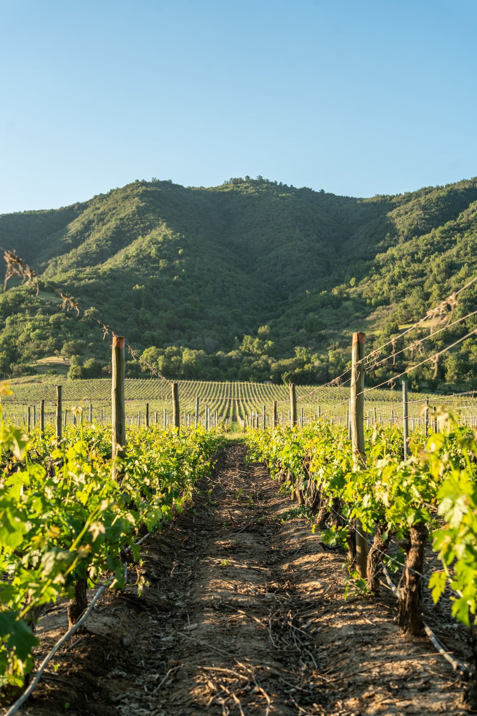 vineyard with mountains at vik chile