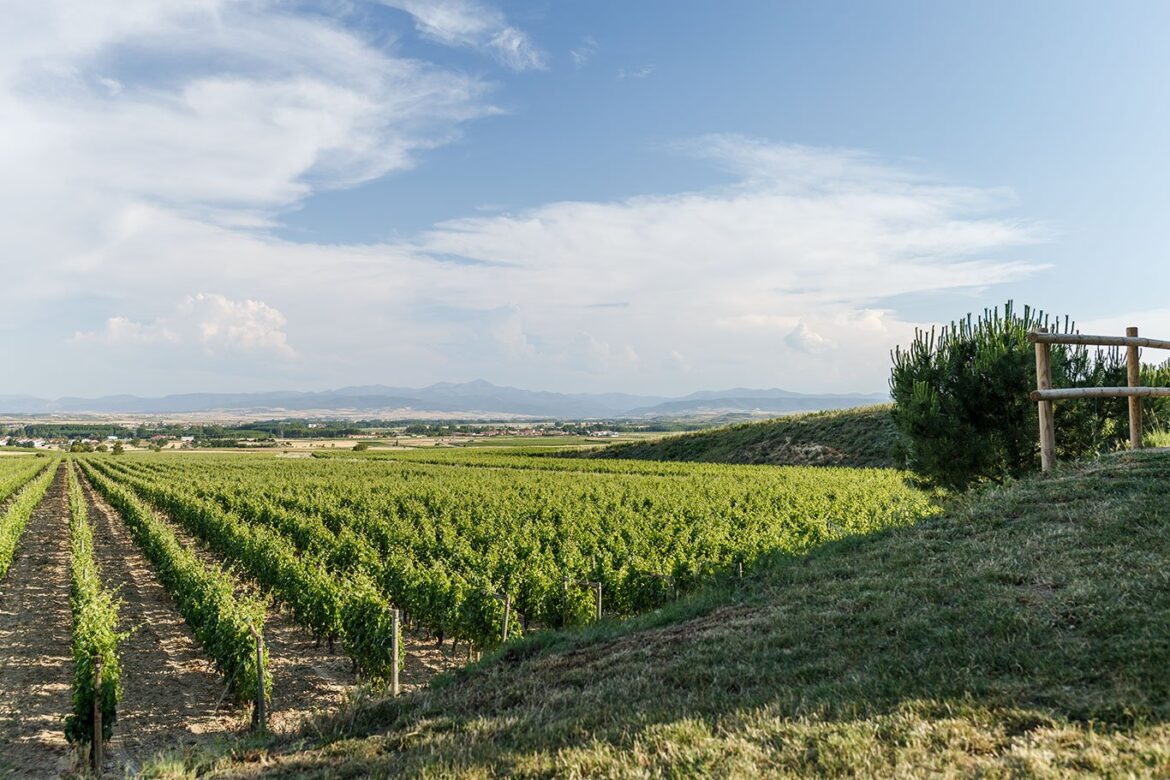 Check out these certified wine routes running through Spain Check out these certified wine routes running through Spain