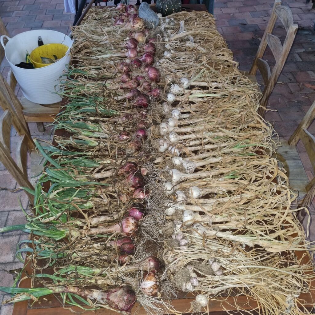 Went hard on the onions and garlic this year