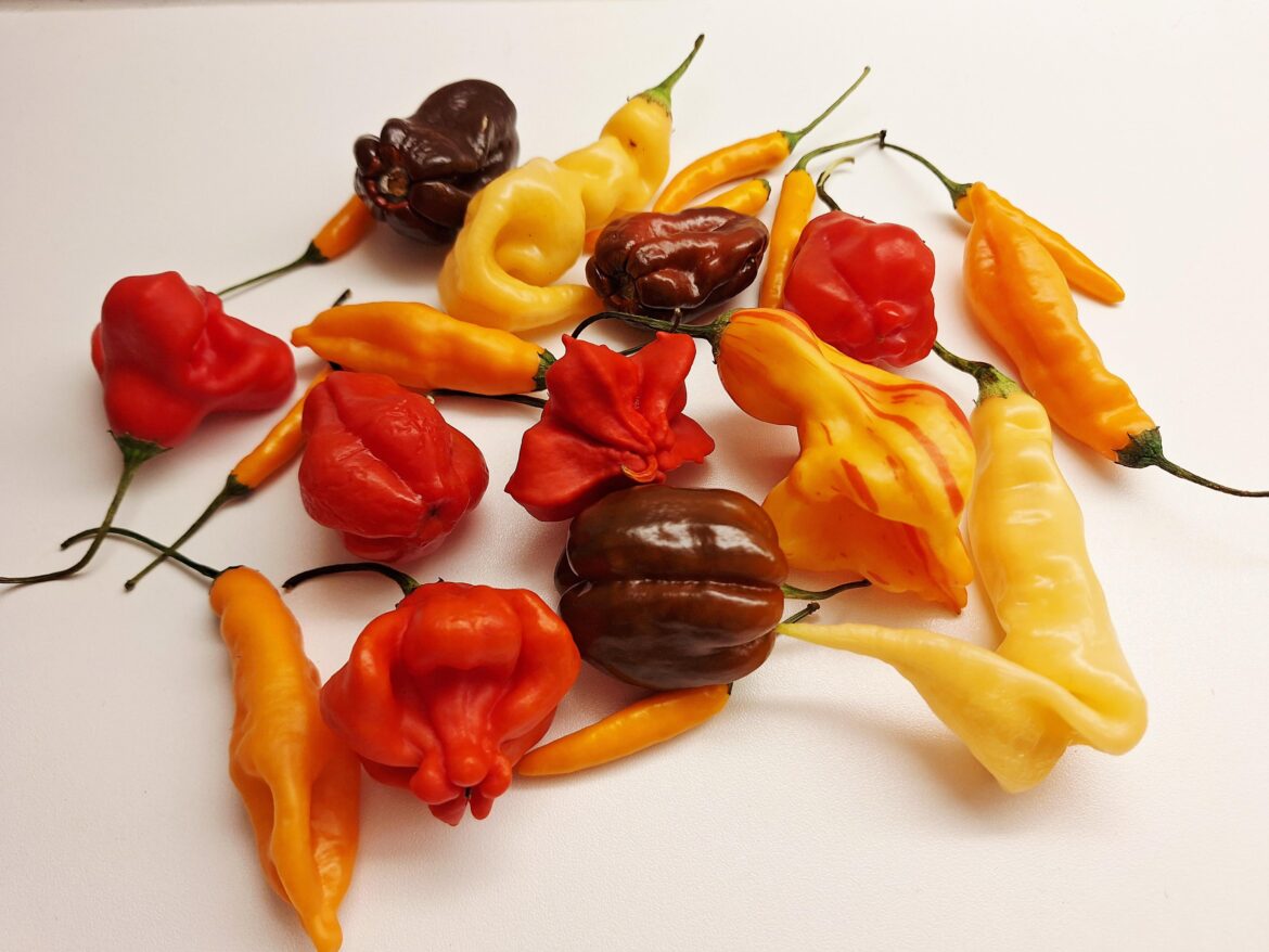 Chocolate habs, peach ghosts, Carolina reapers, orange rawits and more