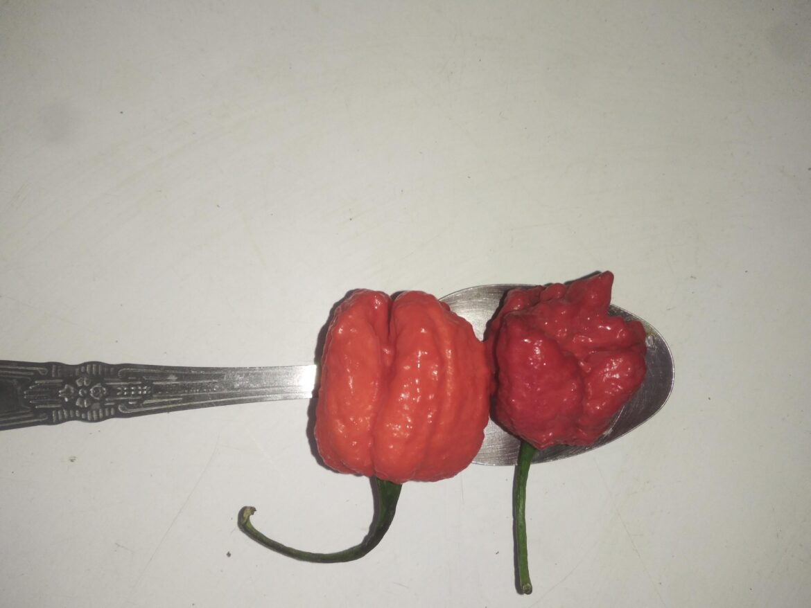 Can someone help me ID these?