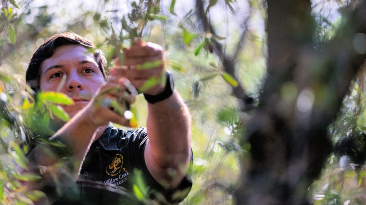 Willow Creek’s Cooperative Approach Brings Stability to Olive Growers