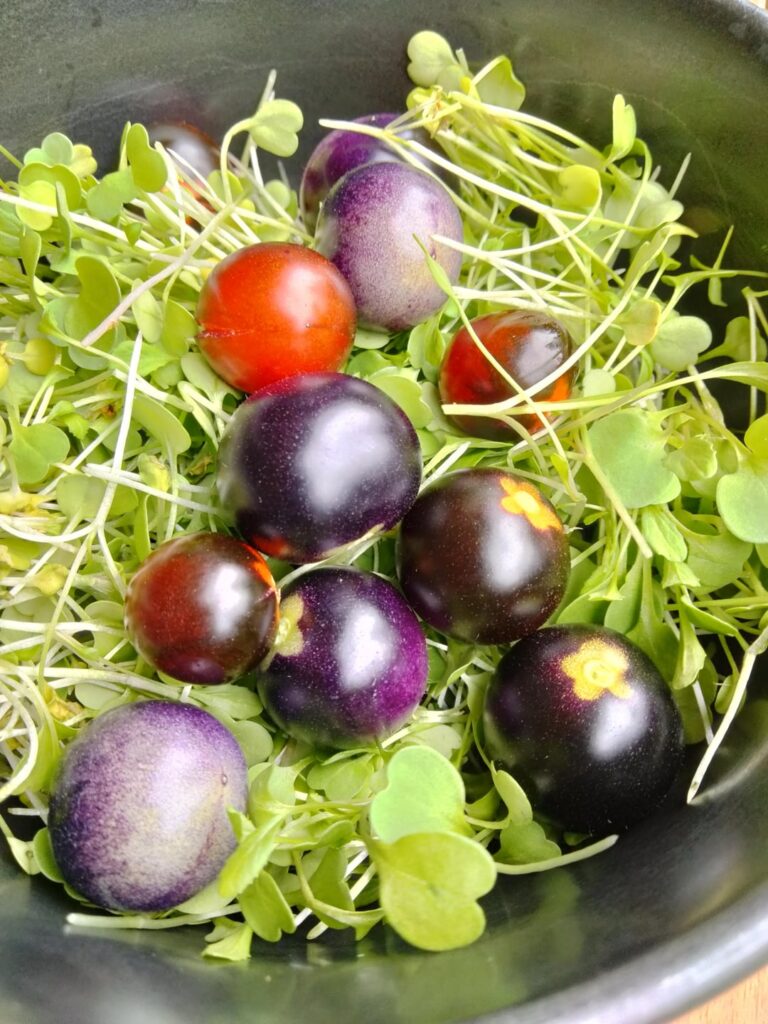 Midnight Snack tomatoes on a bed of Arugala microgreens