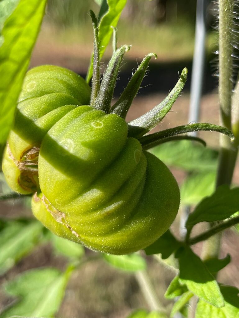 Please tell me this isn’t a virus! (SoCal) Please tell me this isn’t a virus! (SoCal)