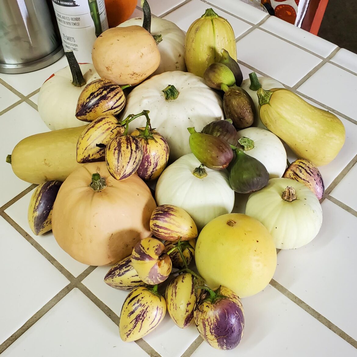 Last big harvest of the year. White pumpkins, butternuts, a honey dew, black mission figs, brown turkey figs, and pepino melons.