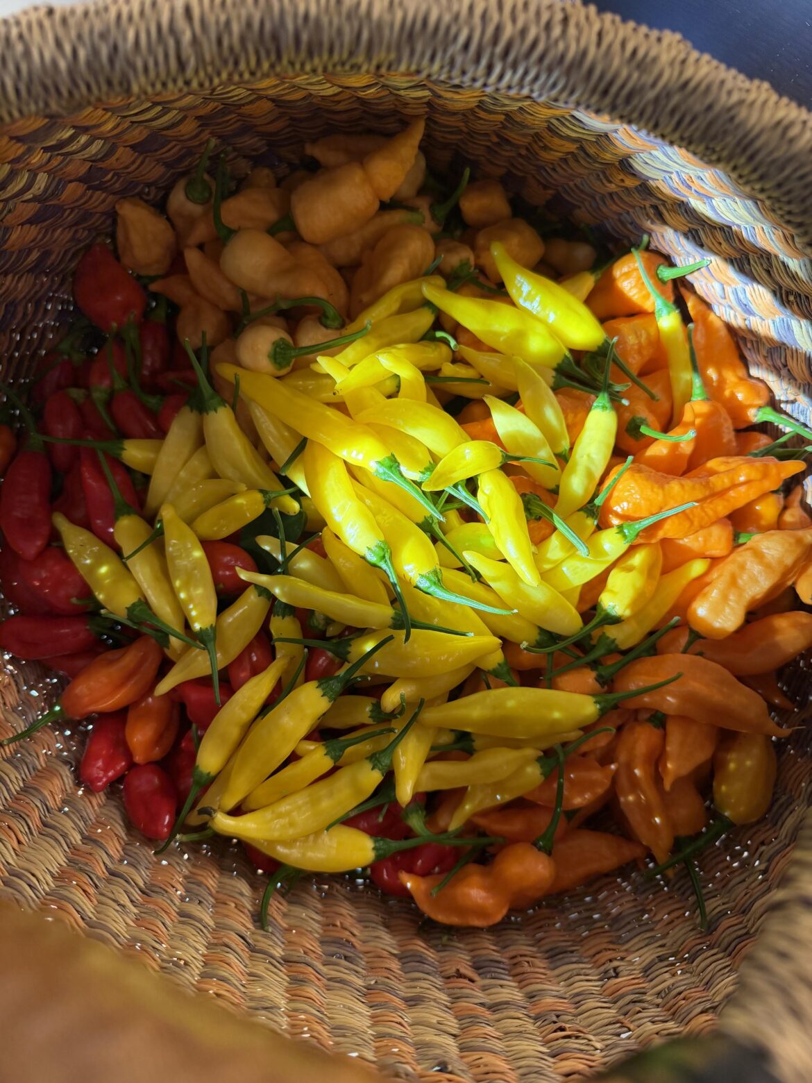 Thanksgiving harvest. Zone 9b has its perks