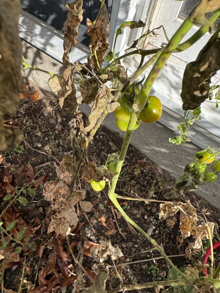 Well after the first frost two of my plants are holding on.
