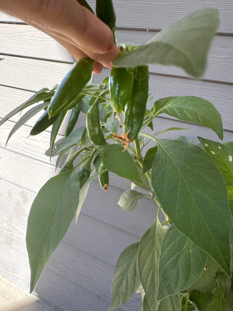 What peppers are these?