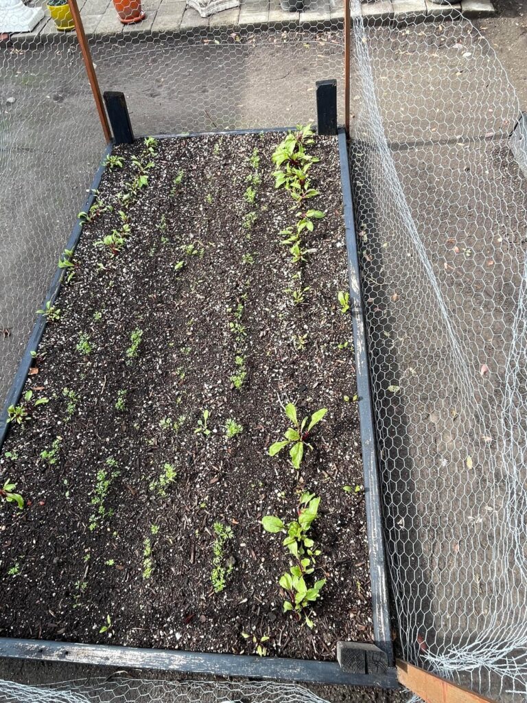 First time grower…