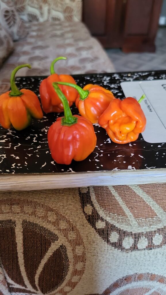 Habaneros or Scotch Bonnets?