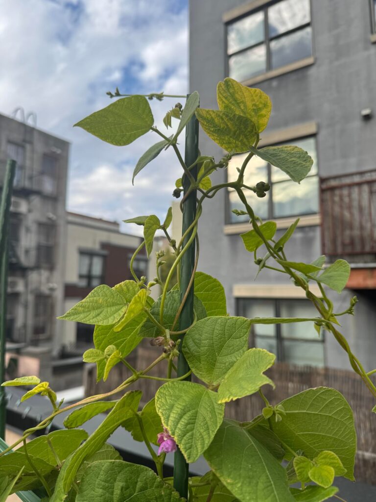 Beans planted too late: chop&drop? Beans planted too late: chop&drop?