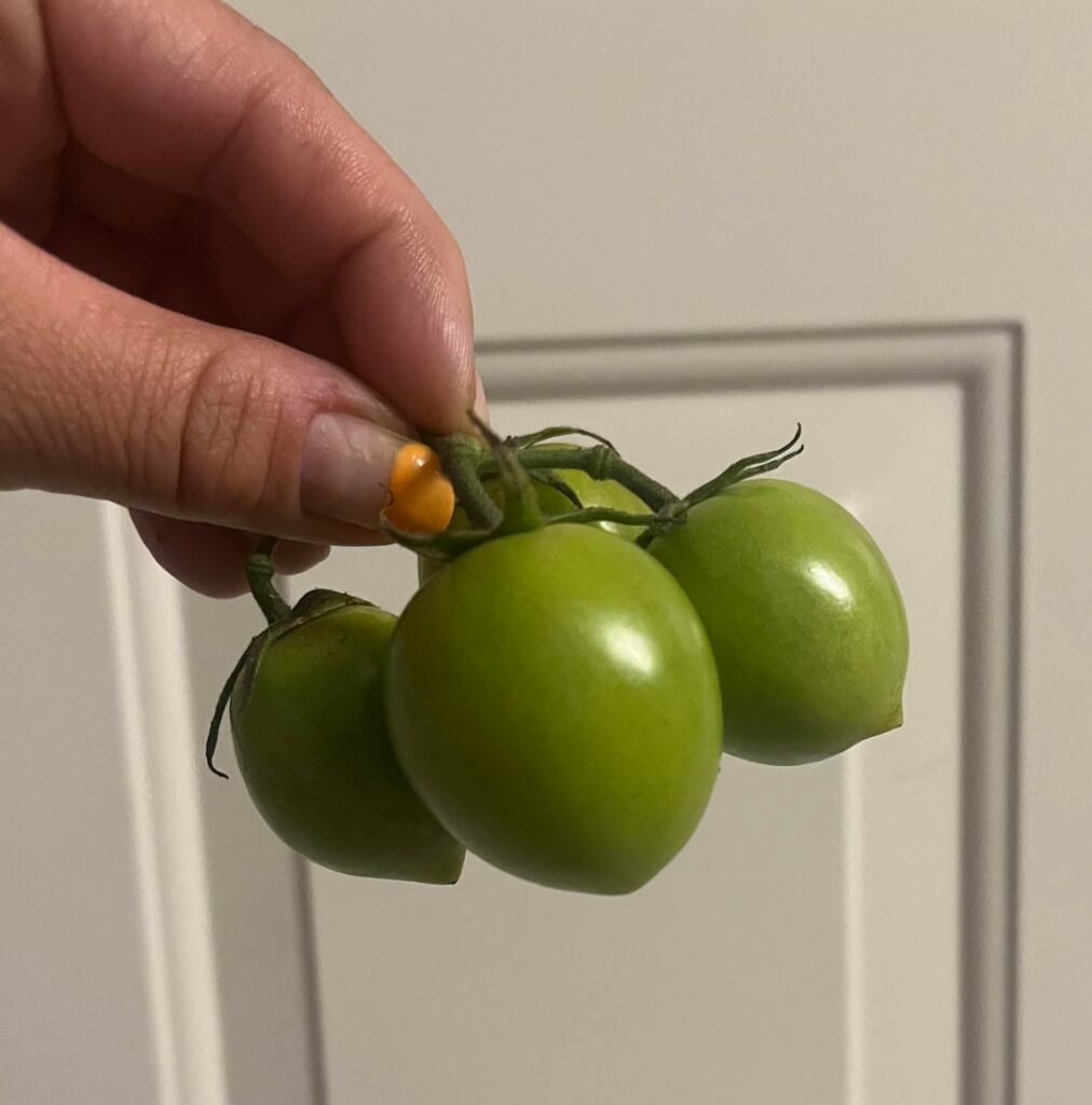 Need help with identification please. Any thoughts? Zone 6b, picked them before the frost and they are just starting to turn red