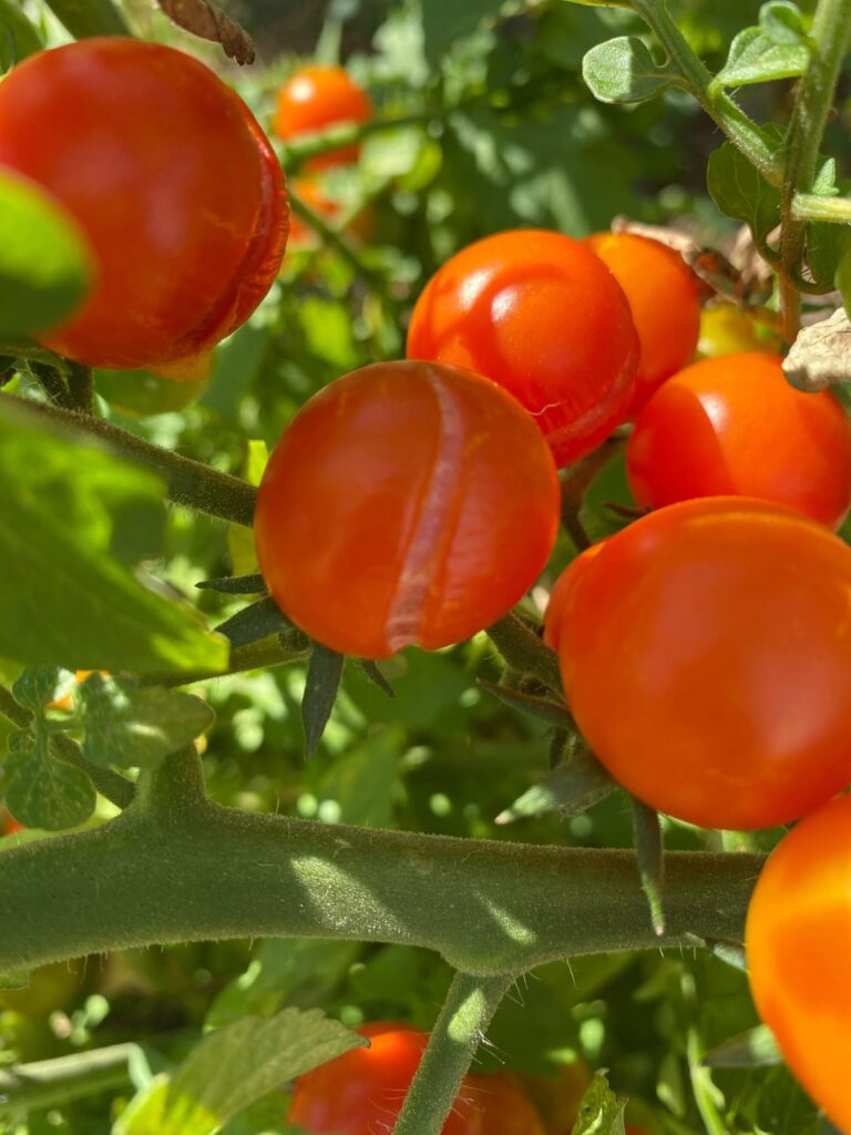 What’s wrong with my tomatoes and are they edible?