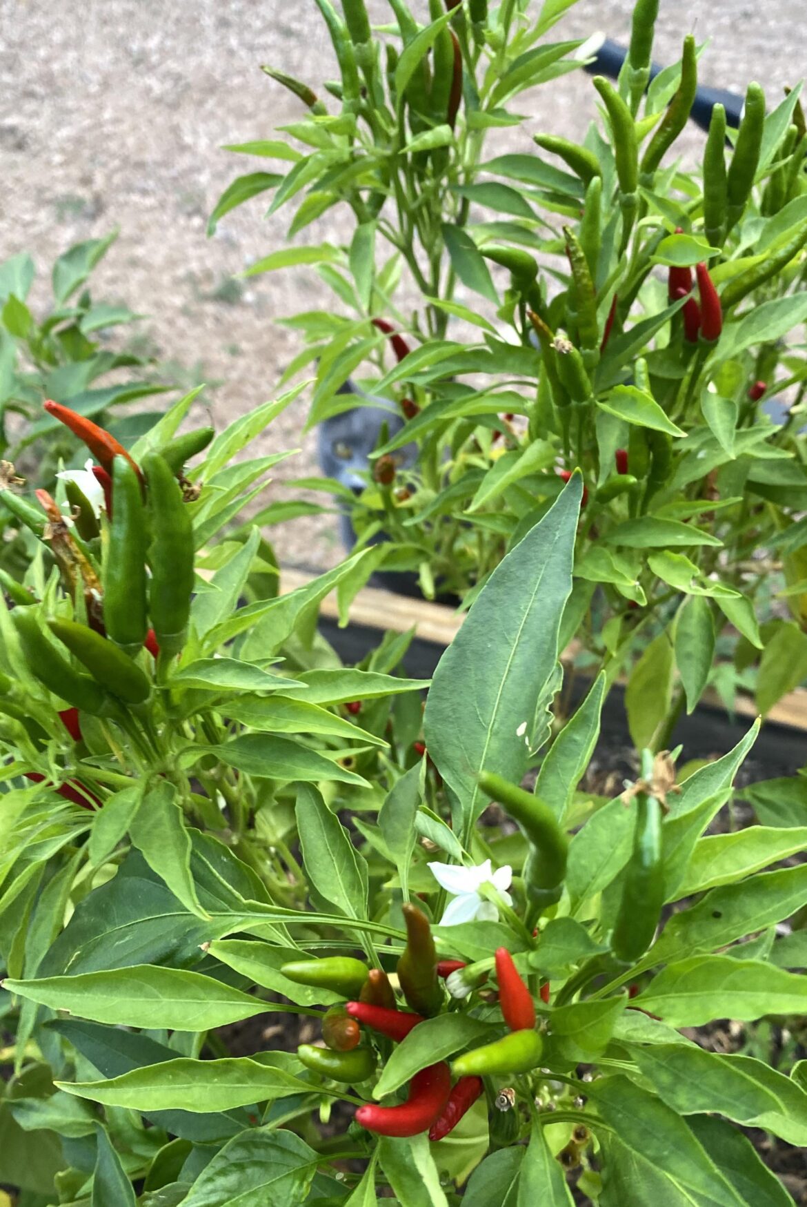 Arbol Pepper Steak Sauce?