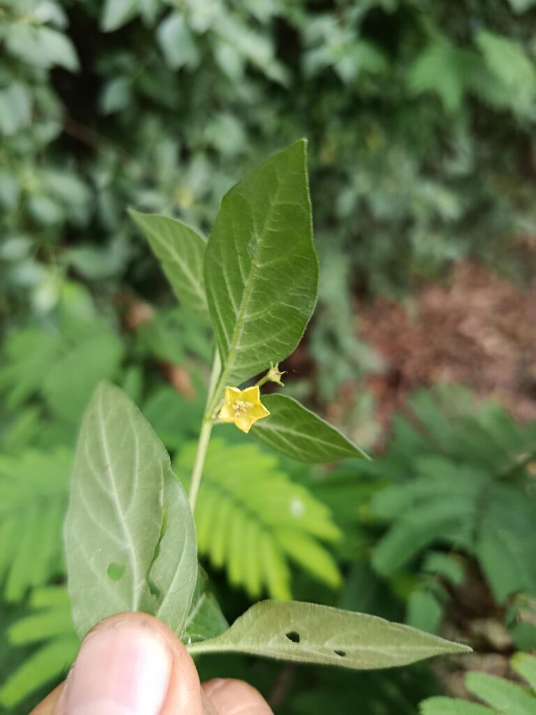 Capsicum rhomboidifolia