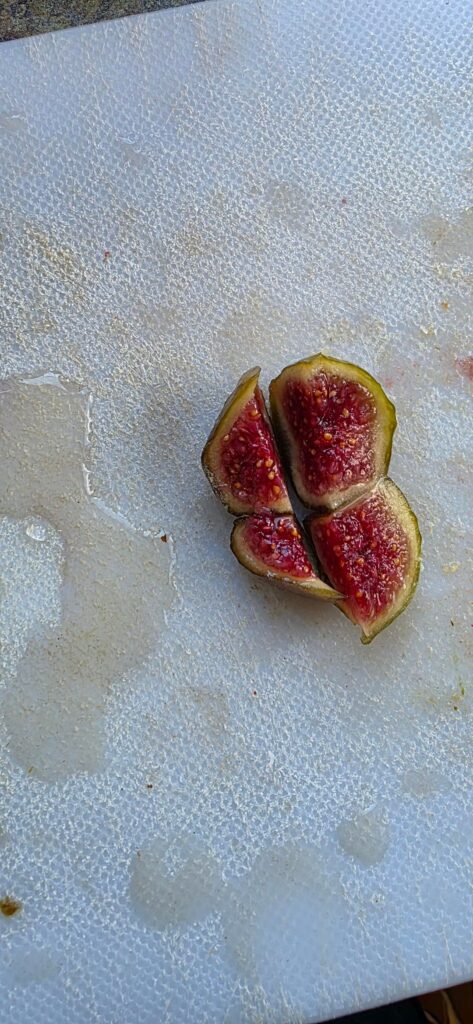 Made fig hot bbq sauce today Made fig hot bbq sauce today