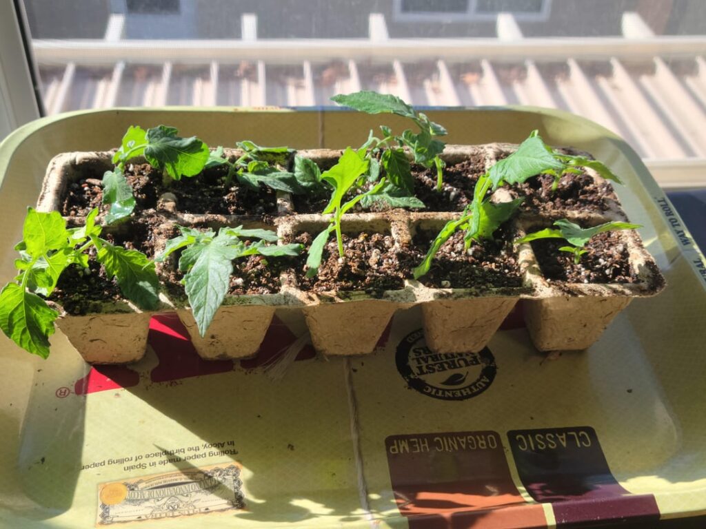 Overwintering my cherry tomatoes Overwintering my cherry tomatoes