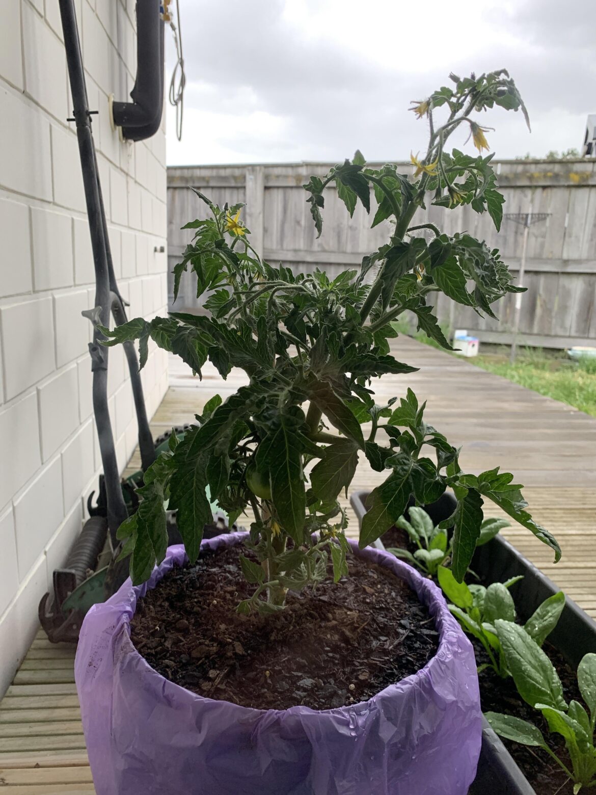 Is this determinate or indeterminate