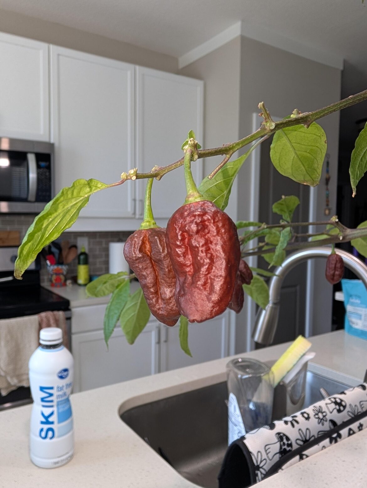 Purple naga Purple naga