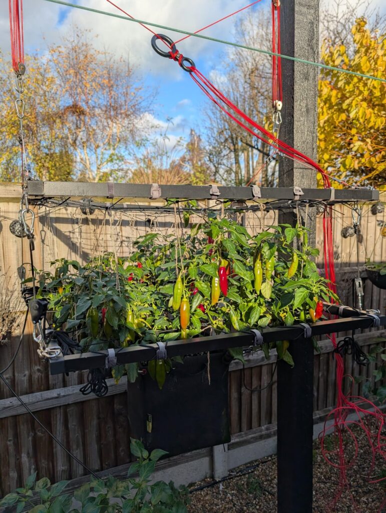 My elevated Aji Delight plant is still producing. In late November. What sorcery is this?