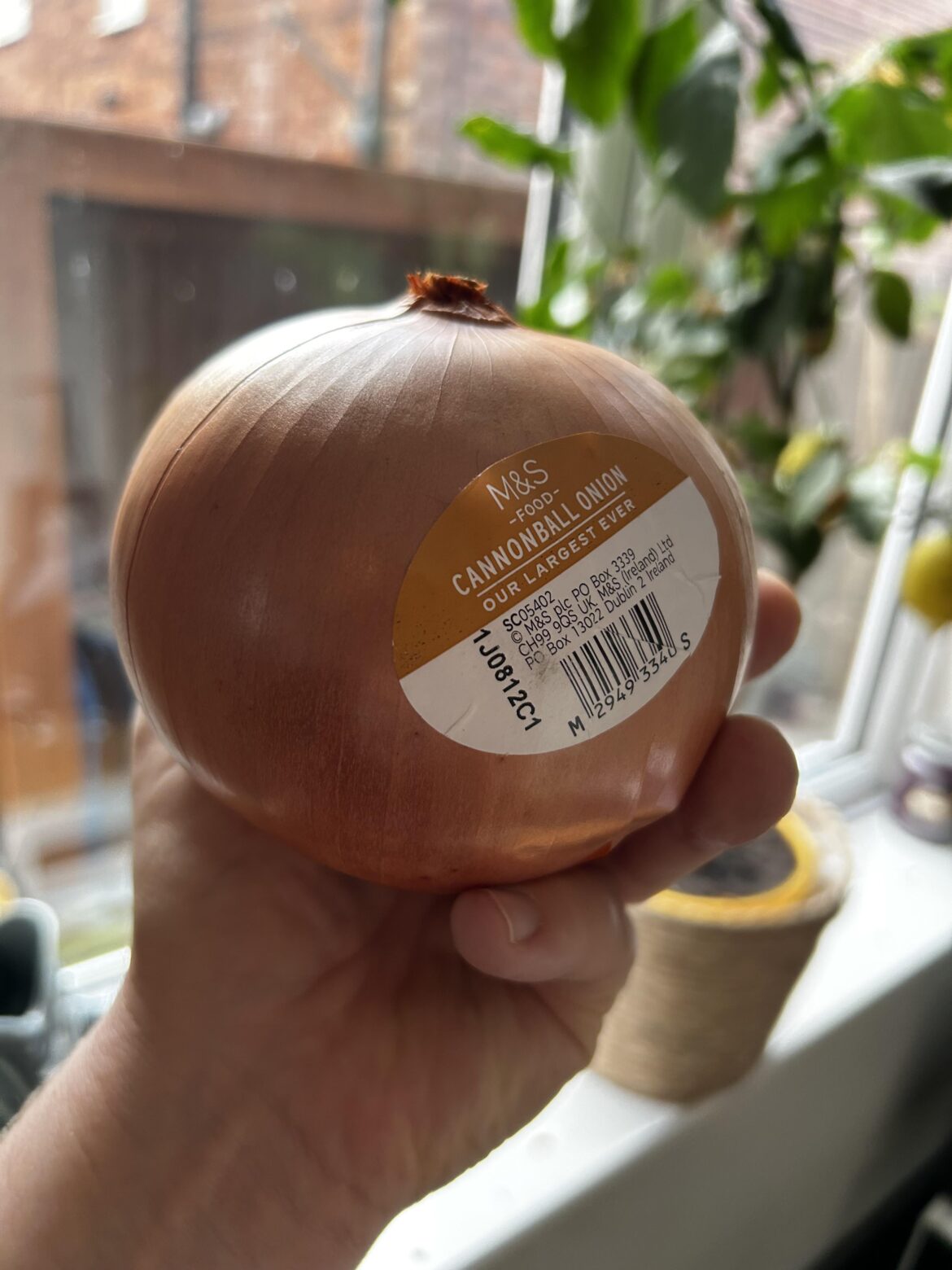 UK Onion lovers— M&S are selling massive cannonball onions and it’s VERY exciting 🧅
