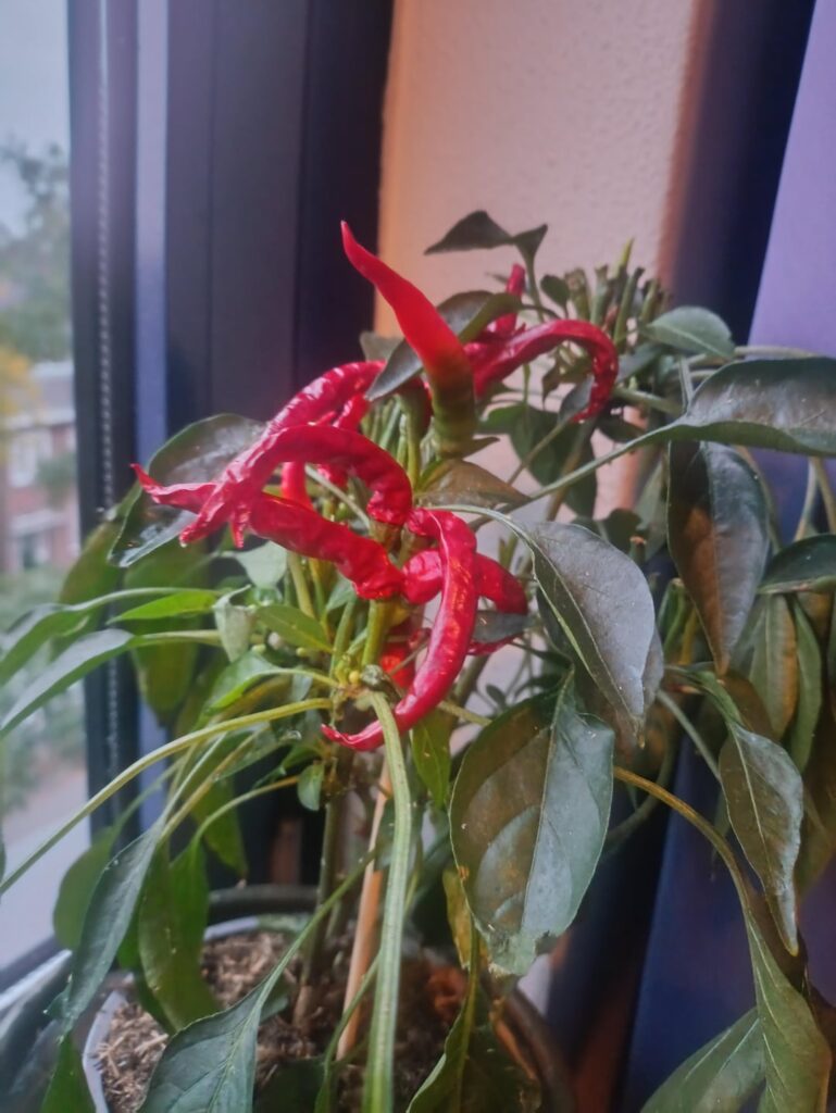 Got this pepper plant from a family member, what would be ideal way to maintain it indoors?