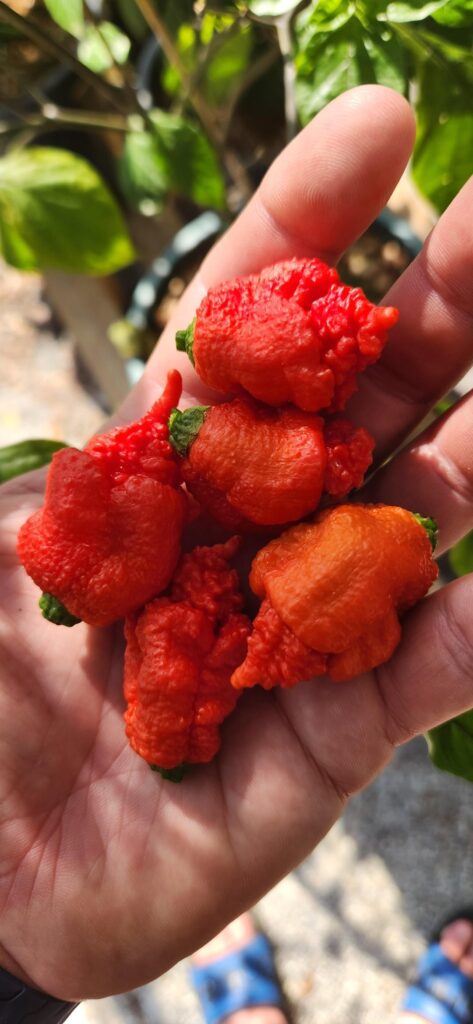 The look of "I will kill you!"